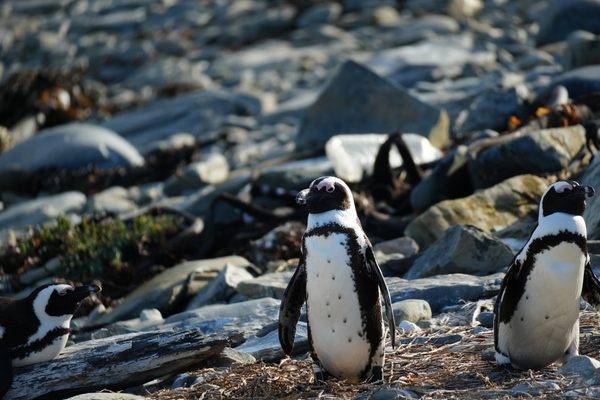 Penguins on Robben Island