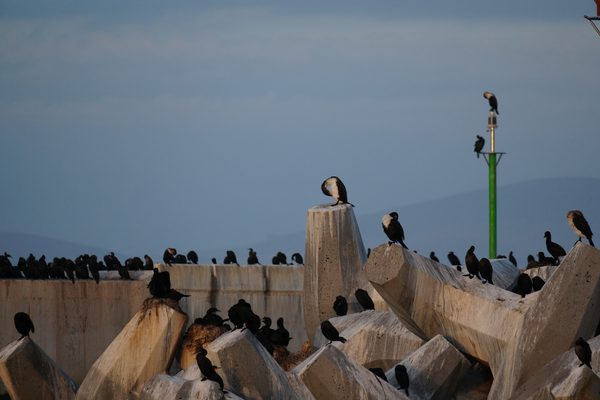 Birds at Robben Island Harbour