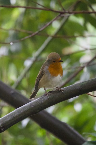 Robin