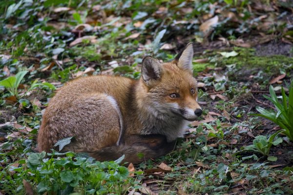 Maple Waiting for Meatballs