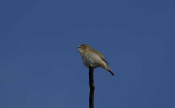 Chiffchaff
