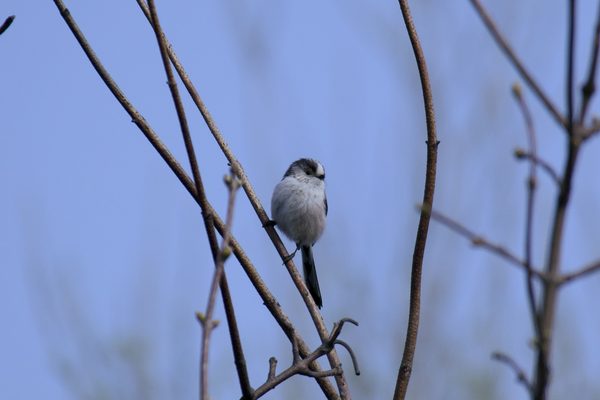 Long-tailed Tit