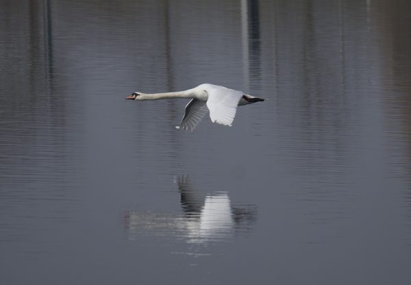 Swan at Walthamstow Wetlands