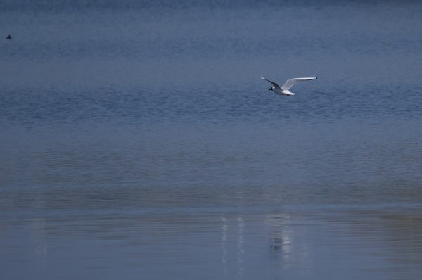 Seagull at Walthamstow Wetlands